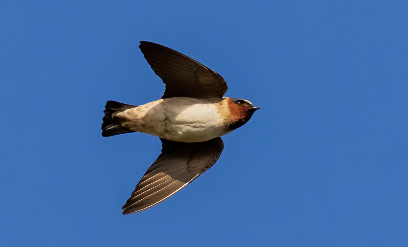 image Cliff Swallow
